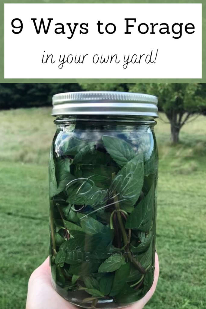 9 ways to forage in your own yard pinterest