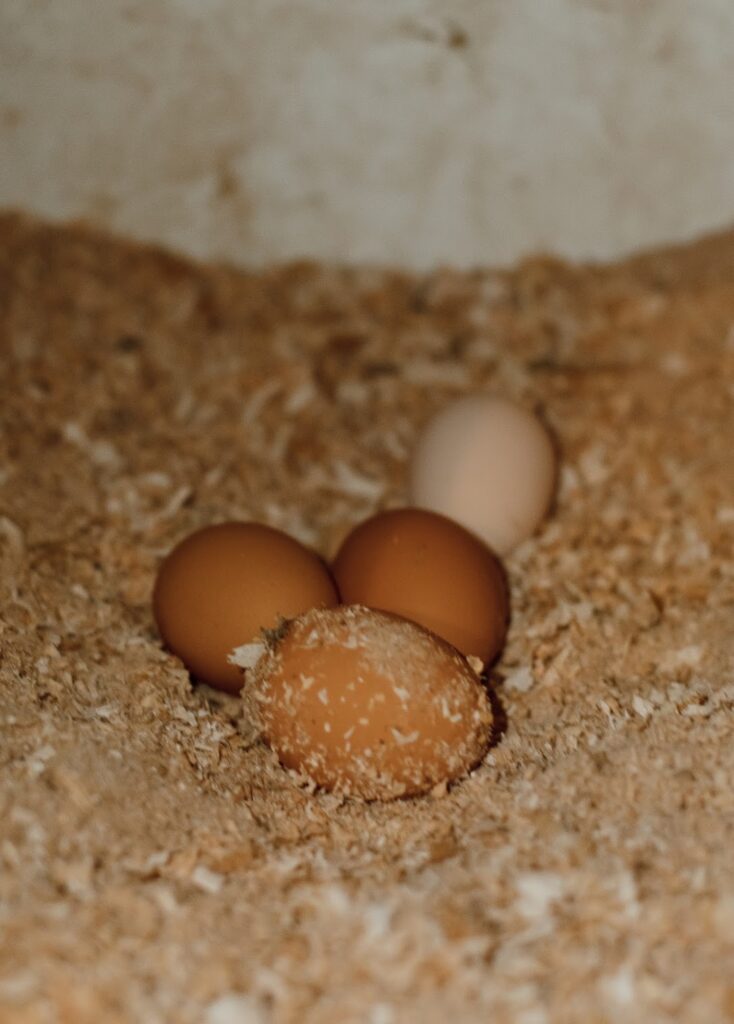 eggs laying in nesting box