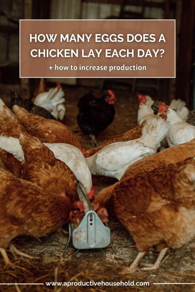 how many eggs does a chicken lay each day pin