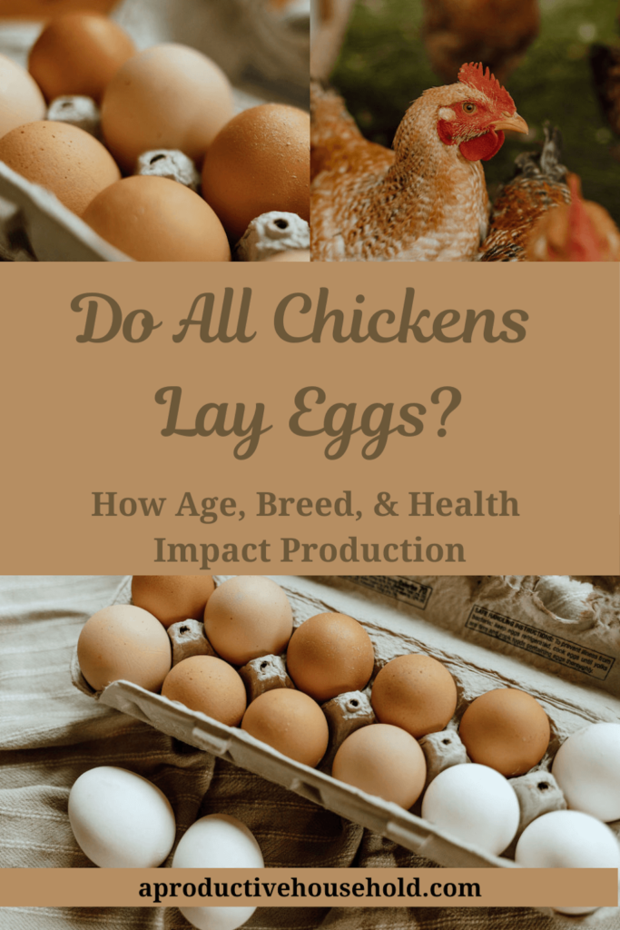 Do All Chickens Lay Eggs Pinterest Pin