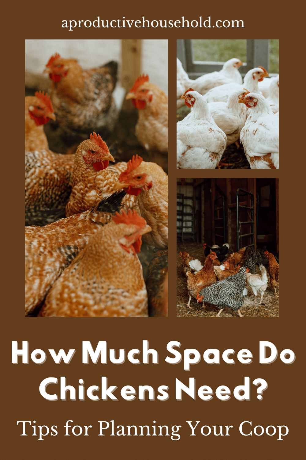 How Much Space Do Chickens Need? Tips for Planning Your Coop A