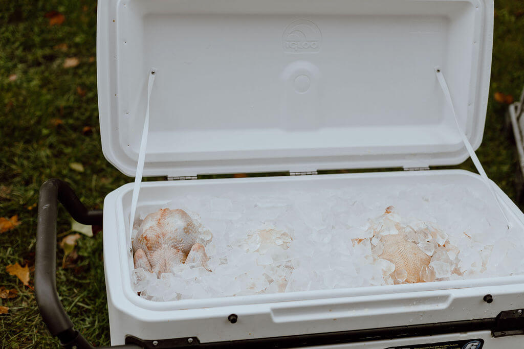 processed chickens in a cooler full of ice