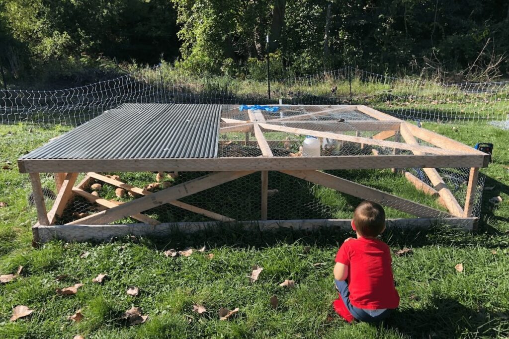 little boy looking at chickens in a chicken tractor