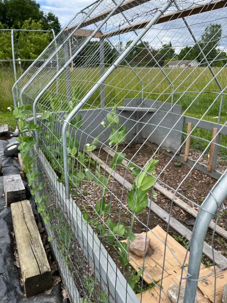 snap peas growing up wire on chicken coop