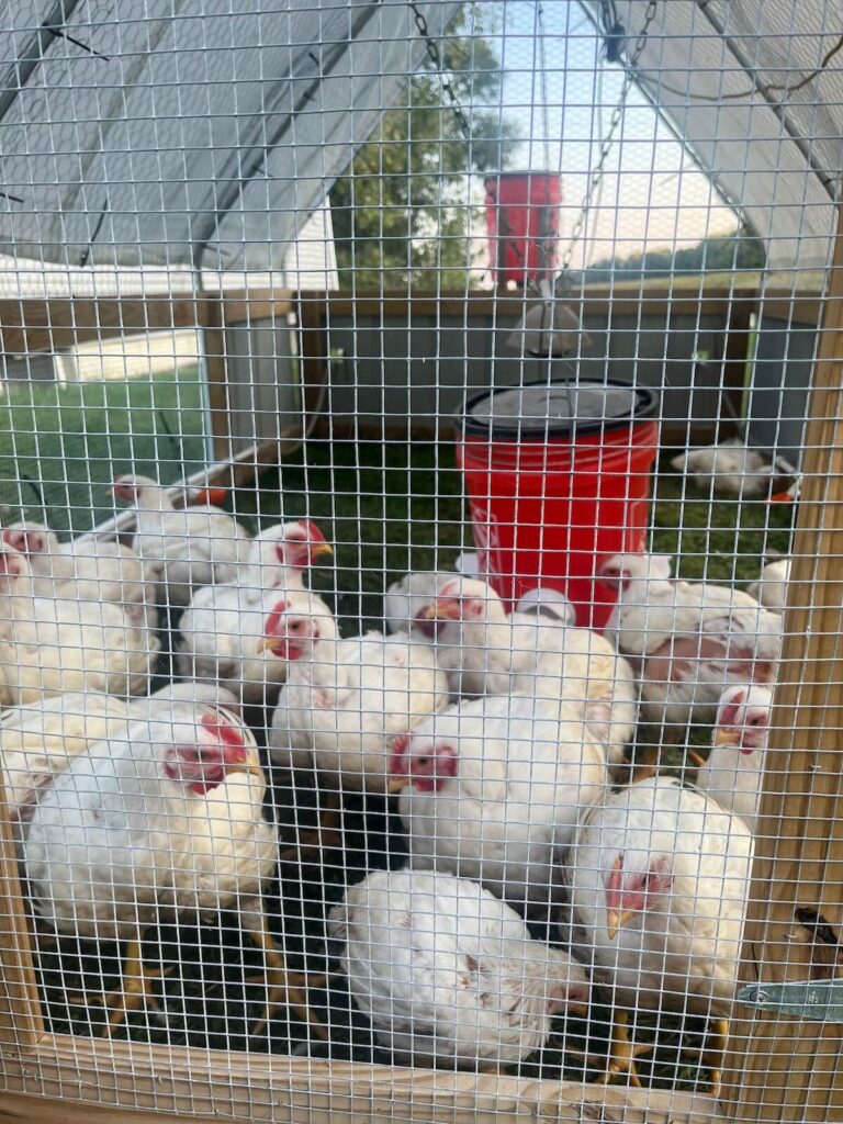 cornish cross chickens