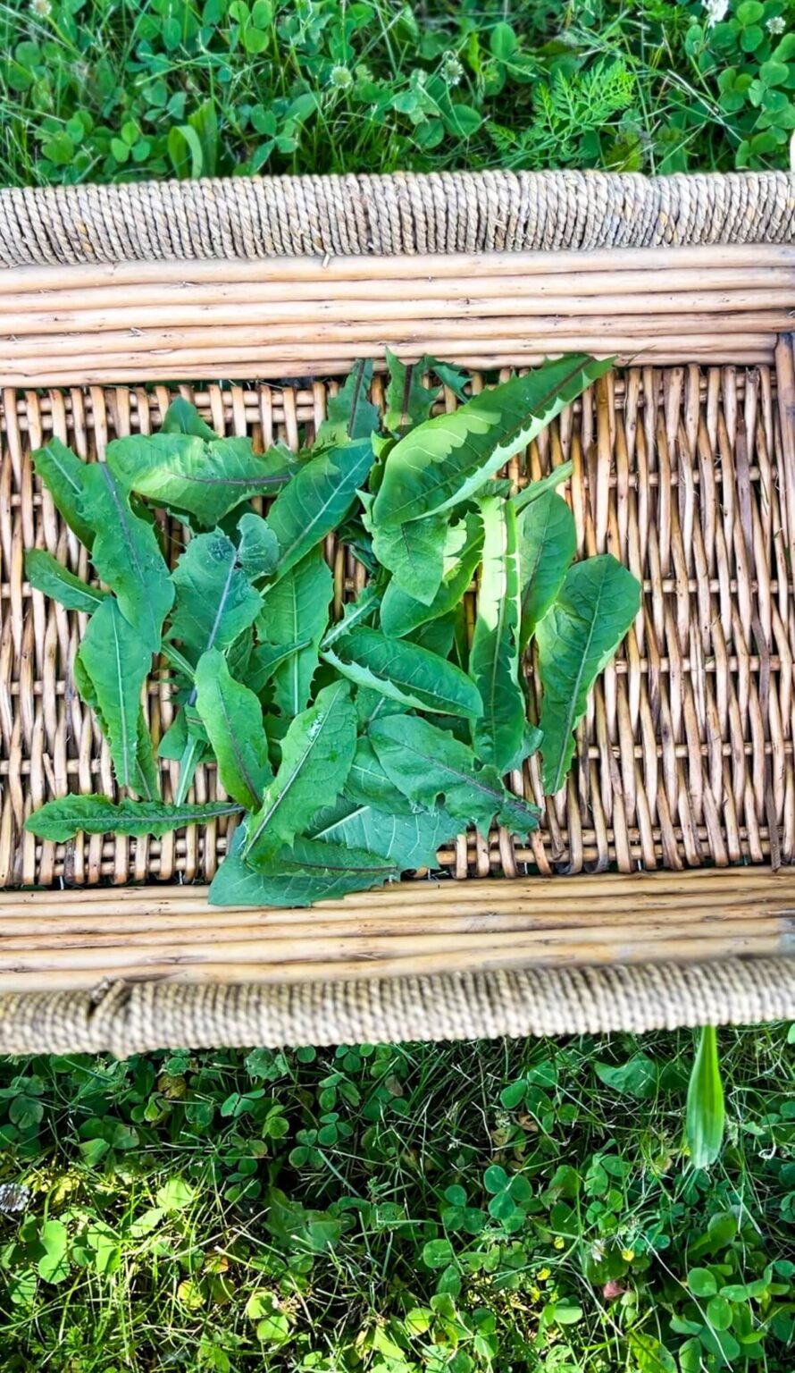 How to Make Dandelion Tea With Fresh Dandelion Leaves - A Productive ...