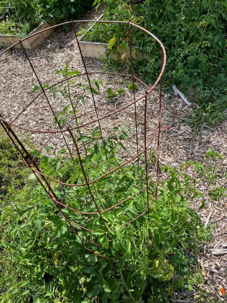 diy metal tomato cage around plant