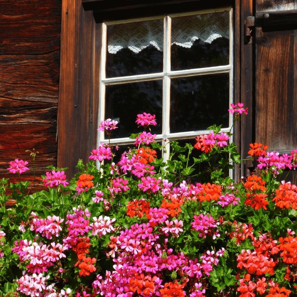 flowers in front of window of wood sided cottage