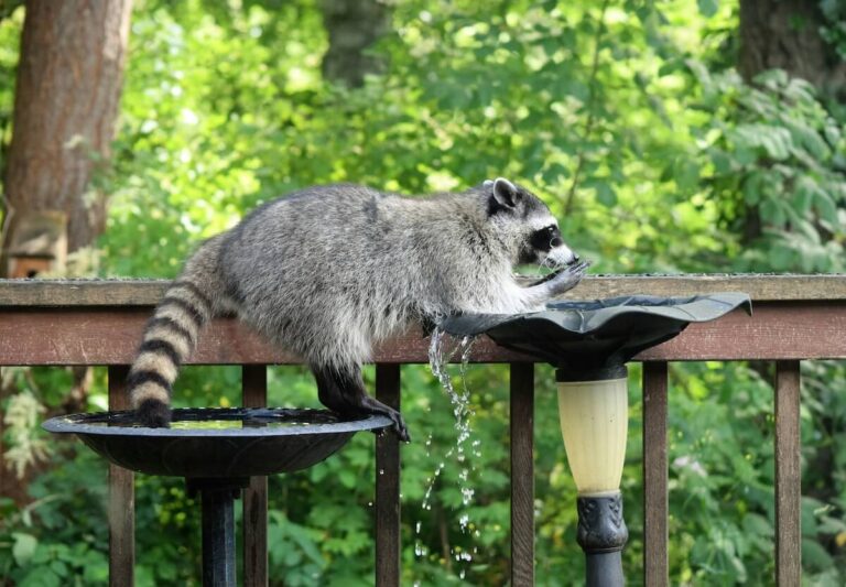 raccoon scavenging from a residential waterer
