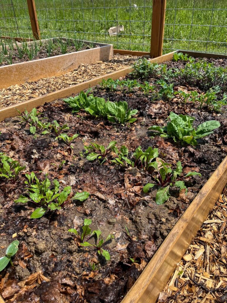 raised bed garden with greens 