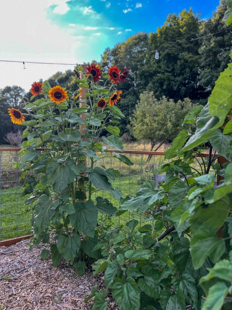 sunflowers near a garden fence
