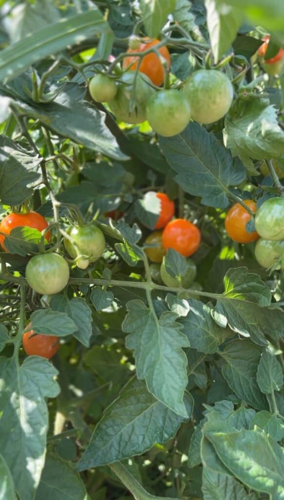 cherry tomatoes in garden