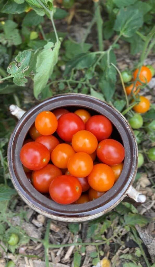 bowl of cherry tomatoes