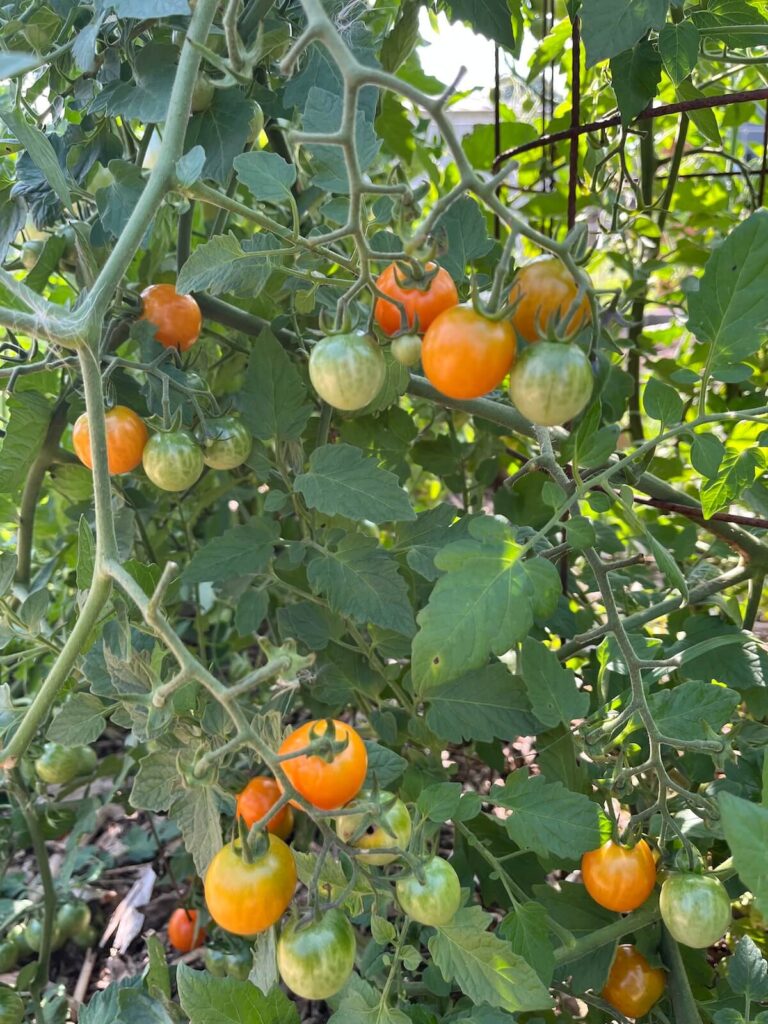 sungold tomatoes on vine
