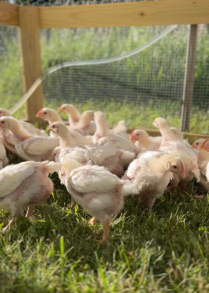young cornish cross chickens in chicken tractor on grass on a sunny day
