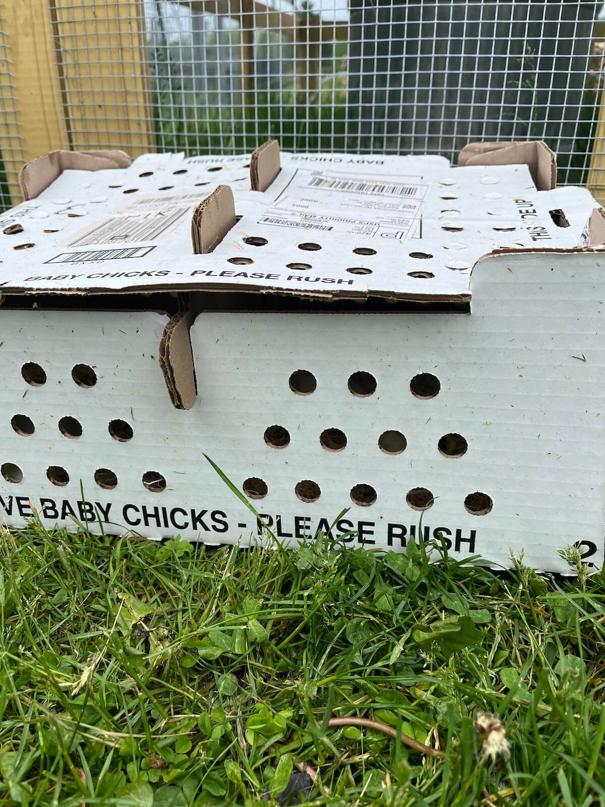 box of baby chicks sitting in grass