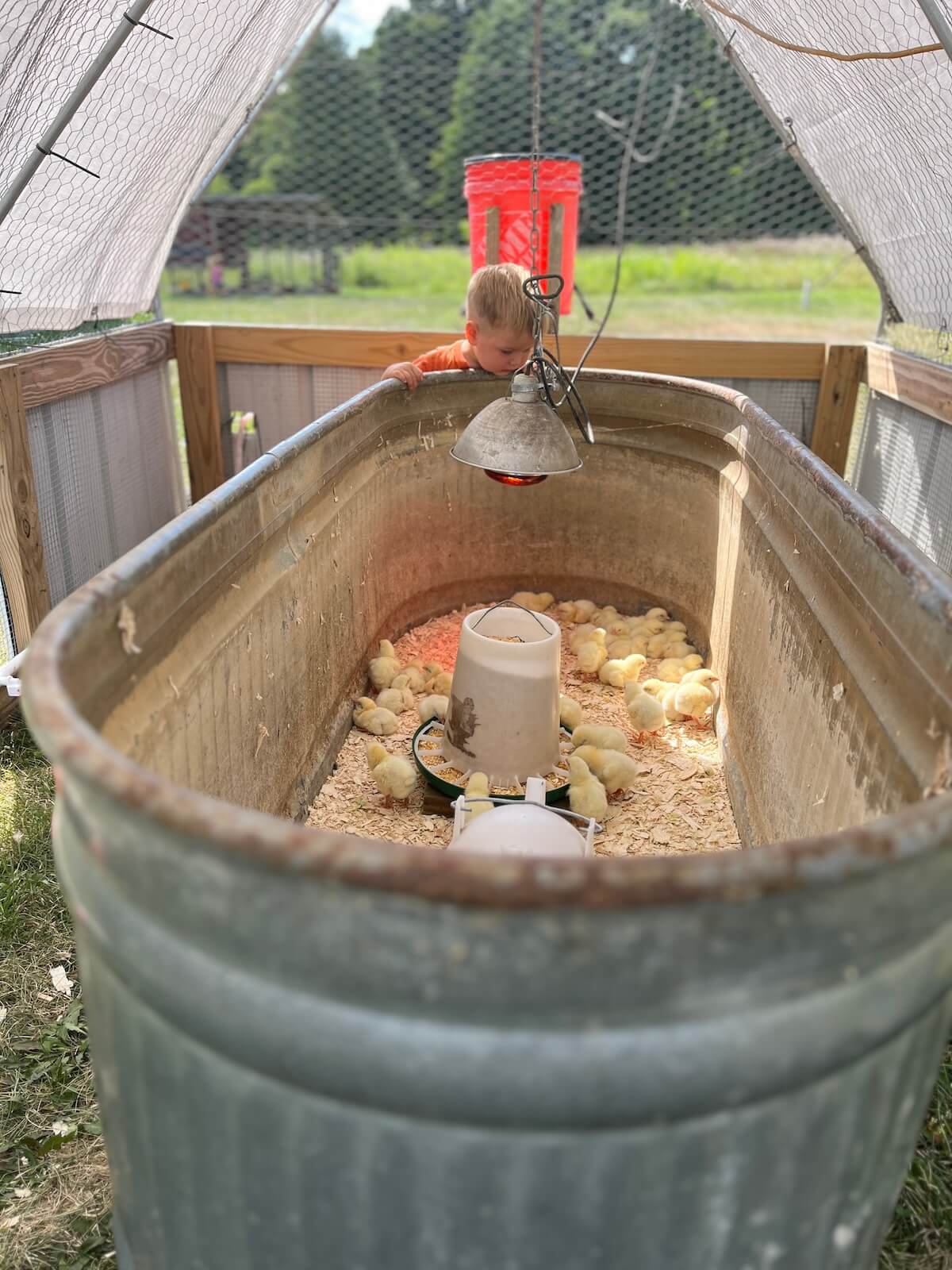Is It Worth It To Raise Chickens for Meat? How We Beat Walmart In Cost Per Pound