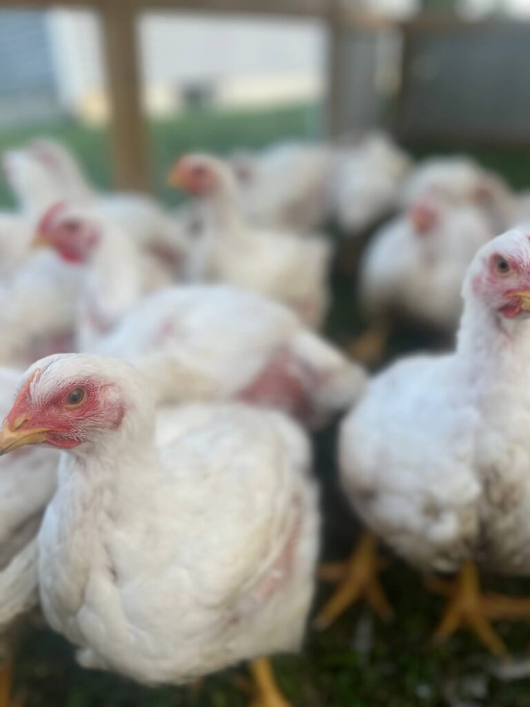 nearly grown cornish cross broiler chickens