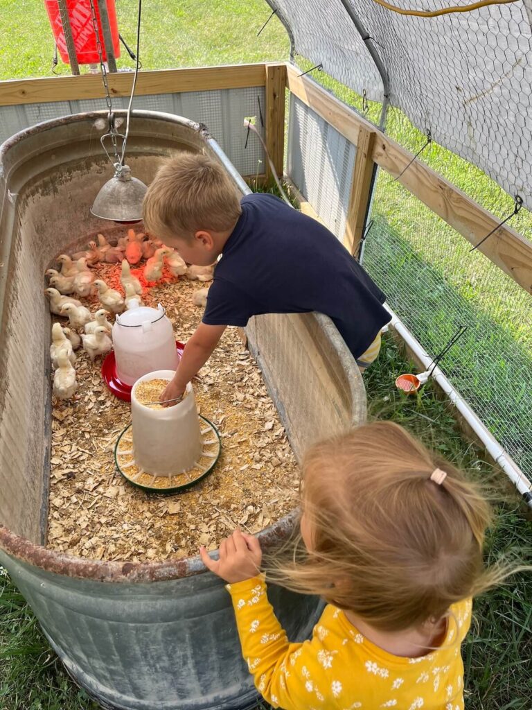 two young children looking at young cornish cross chicks in brooder box